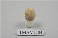 藏品(白面白鶺鴒卵)的圖片